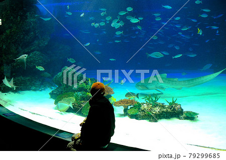 サンシャイン水族館 79299685