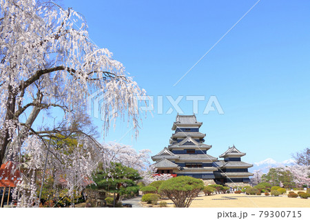 桜咲く春の国宝松本城 桜咲く春の国宝松本城 79300715