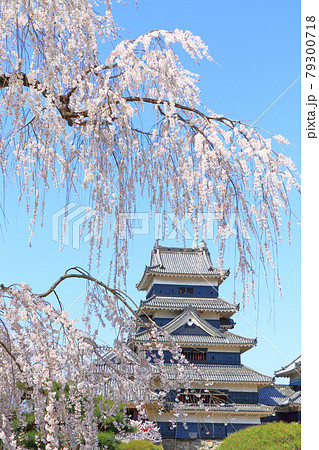 桜咲く春の国宝松本城 桜咲く春の国宝松本城 79300718