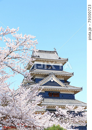 桜咲く春の国宝松本城 79300723