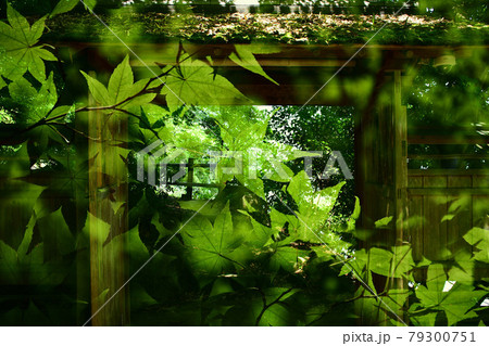 夏のもみじ 楽山苑 新潟県 長岡市 与板町 夏のもみじ 楽山苑 新潟県 長岡市 与板町 79300751