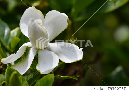 クチナシの花 79300777