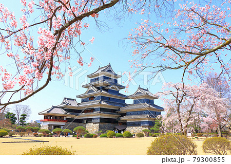 桜咲く春の国宝松本城 79300855