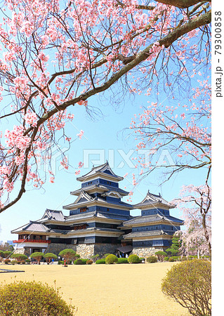 桜咲く春の国宝松本城 桜咲く春の国宝松本城 79300858