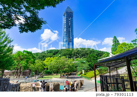 東山動物園、そびえ立つ東山スカイタワー〈愛知県名古屋市〉 79301113