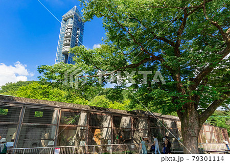 東山動物園、そびえ立つ東山スカイタワー〈愛知県名古屋市〉 79301114