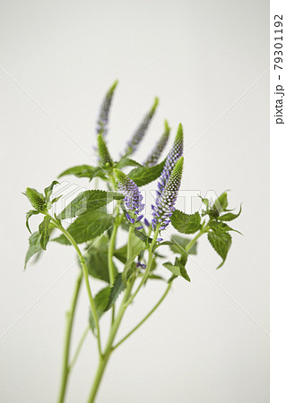 ムスカリ属のワイルドフラワー 79301192