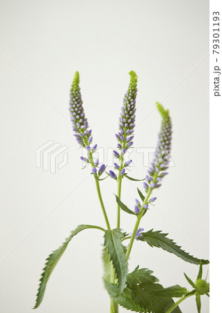 ムスカリ属のワイルドフラワー ムスカリ属のワイルドフラワー 79301193