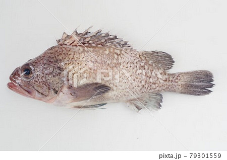 タヌキメバル　キツネメバルに似るが別種　食味が良い魚 79301559