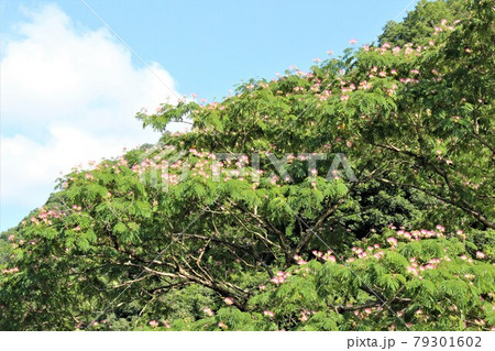 遠目にもかわい淡紅色の合歓の花 79301602