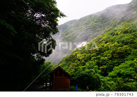屋久島　雨で増水した大川の滝　遠景 79301743