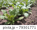 家庭菜園で育てている春菊 79301771