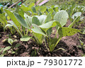 家庭菜園で育てている菜っ葉 79301772