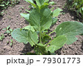 家庭菜園で作っている菜っ葉 79301773