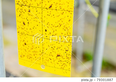 虫を捉える捕虫シートの写真。 79301887