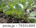 家庭菜園で育てている菜っ葉 79301889