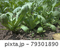 家庭菜園で育てている春菊 79301890
