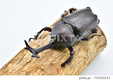 カブトムシ カブトムシ 79302033