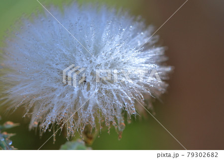 タンポポみたいに咲いて綿毛になるコウゾリナ 79302682