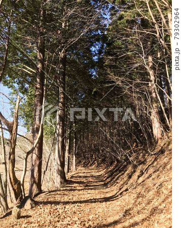 秋の落葉後の景色 秋の落葉後の景色 79302964