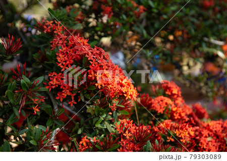Beautiful Red spike flower. King Ixora blooming (Ixora chinensis). Rubiaceae flower.Ixora flower. Ixora coccinea flower in the garden.	 79303089