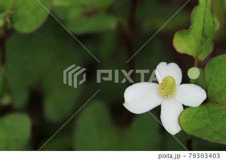 ドクダミの花 79303403