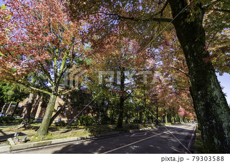 金沢の街なかの紅葉スポット・アメリカ楓通り 79303588