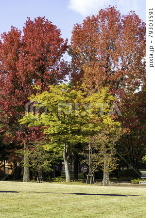 金沢の街なかの紅葉スポット・アメリカ楓通り 金沢の街なかの紅葉スポット・アメリカ楓通り 79303591