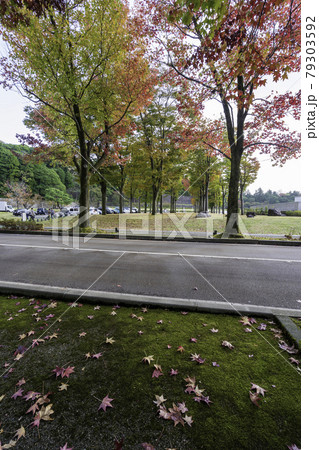 金沢の街なかの紅葉スポット・アメリカ楓通り 79303592