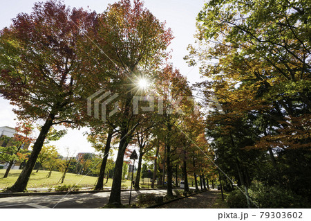 金沢の街なかの紅葉スポット・アメリカ楓通り 79303602