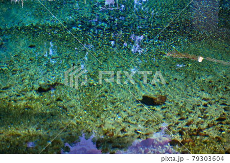 別府弁天池 別府弁天池 79303604