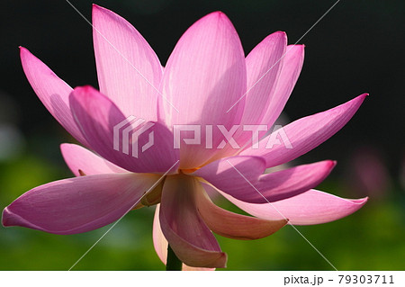神聖な花 神聖な花 79303711