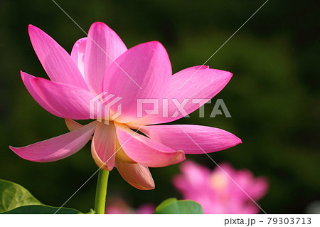 神聖な花 神聖な花 79303713