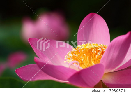 神聖な花 神聖な花 79303714