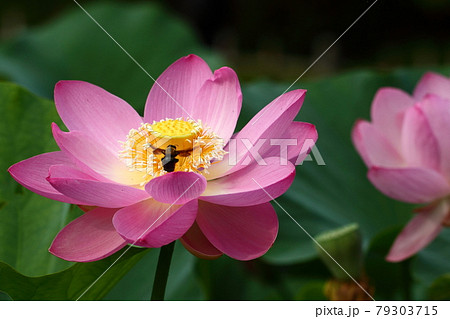 神聖な花 神聖な花 79303715