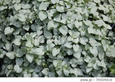 葉の絨毯 79304010