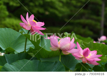 神聖な花 神聖な花 79304016