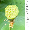 花が落ちはばかりの蓮の実 79304017