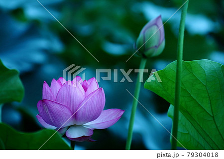 神聖な花の写真素材