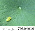 蓮の葉の上のアマガエル 79304019