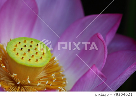 神聖な花 79304021