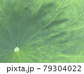 蓮の葉の葉脈 79304022