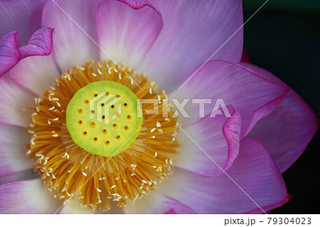 神聖な花 79304023