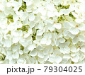 白い紫陽花の花 79304025