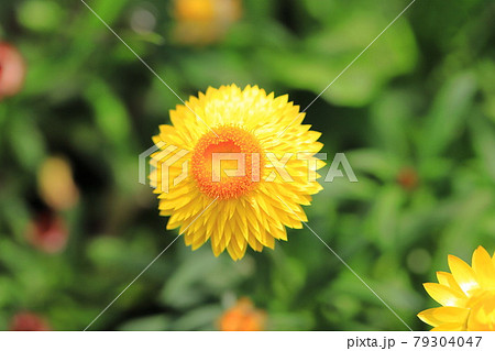 黄色とオレンジ色の麦藁菊(ムギワラギク) 黄色とオレンジ色の麦藁菊(ムギワラギク) 79304047