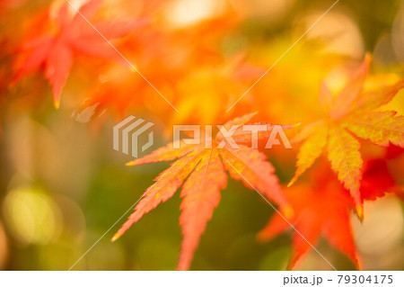 秋に綺麗なオレンジに染まったモミジの葉っぱの写真素材