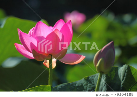神聖な花 79304189