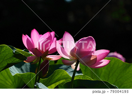 神聖な花の写真素材