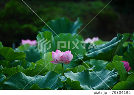 神聖な花の写真素材