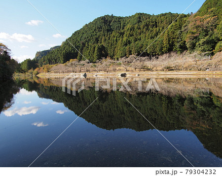 秋の三重県白山町リバーパーク真見の堰止湖 79304232